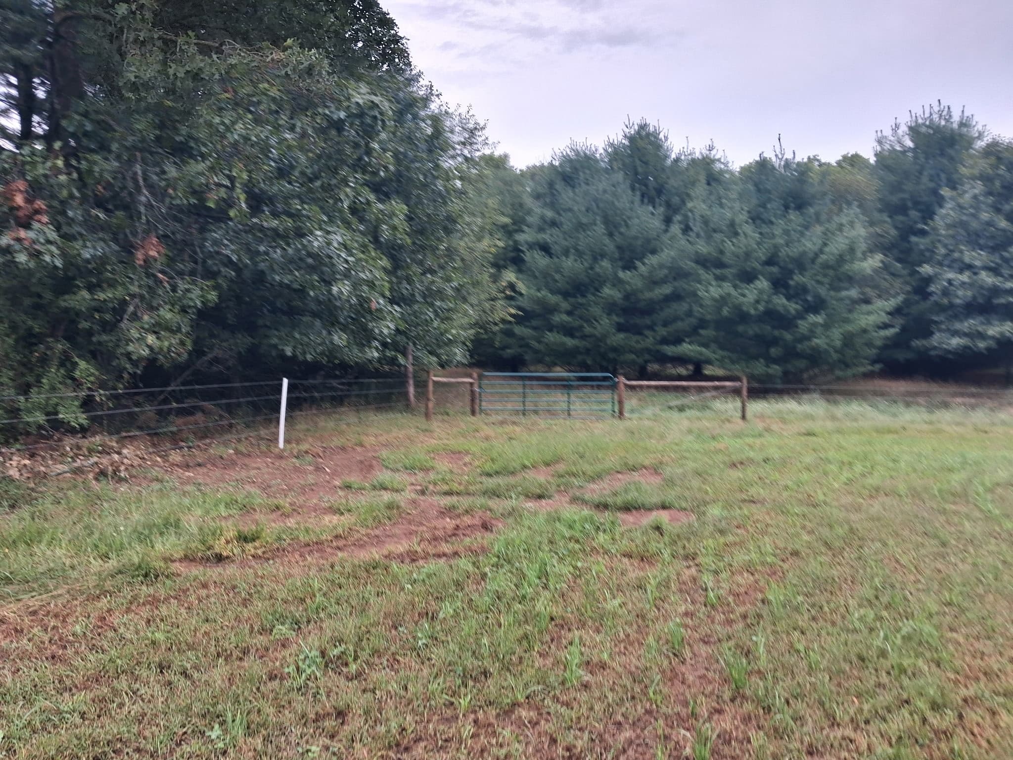 Wire pasture fence with a green metal gate along a tree line.